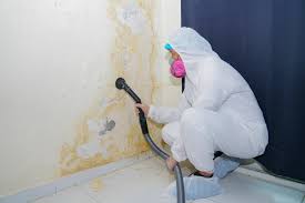 Best Basement Mold Removal  in Yellow Springs, OH